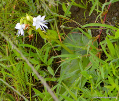 Habenaria grandifloriformis
