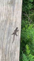 Sceloporus undulatus