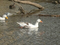 Anser anser domesticus