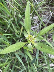 Euphorbia davidii