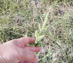 Bassia scoparia