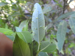 Aculus
