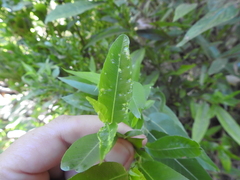 Aculus