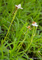 Habenaria grandifloriformis