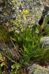 Biscutella laevigata