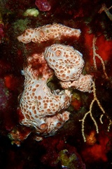 Hemimycale columella