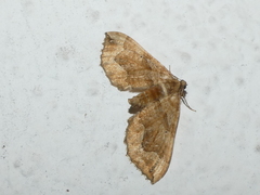 Pelurga comitata