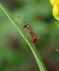 Myrmica rubra