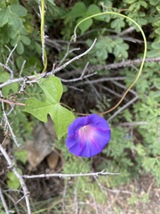 Ipomoea hederacea