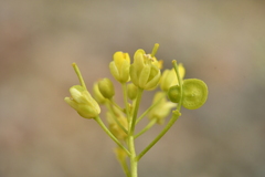 Biscutella laevigata