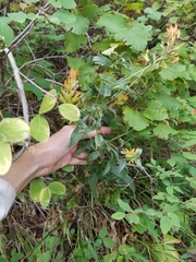 Castilleja angustifolia