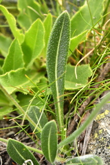 Biscutella laevigata