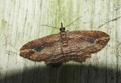 Chloroclystis filata