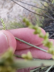 Salsola genistoides