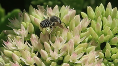 Megachile rotundata