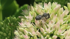 Megachile rotundata