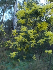 Acacia dealbata