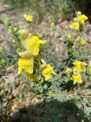 Linaria