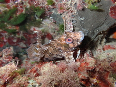 Parablennius gattorugine