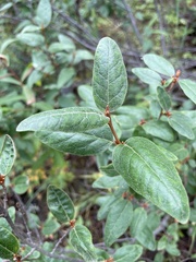Shepherdia canadensis