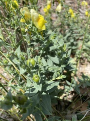 Linaria