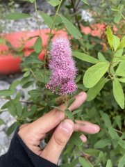 Spiraea