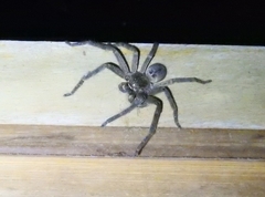 Polybetes rapidus