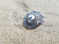 Megastraea undosa