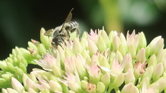 Megachile rotundata