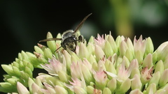 Megachile rotundata
