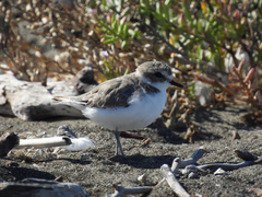 Charadrius nivosus