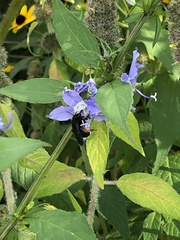 Melissodes bimaculatus