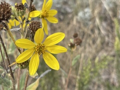 Helianthinae