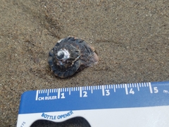 Megastraea undosa