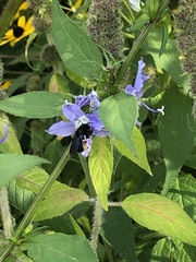 Melissodes bimaculatus