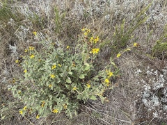 Helianthinae