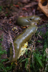 Ariolimax columbianus