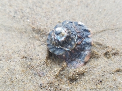 Megastraea undosa