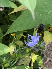 Melissodes bimaculatus