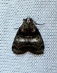 Pococera asperatella