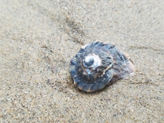 Megastraea undosa