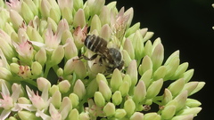 Megachile rotundata