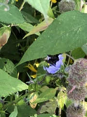 Melissodes bimaculatus