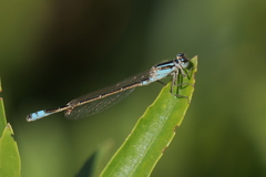 Ischnura fluviatilis