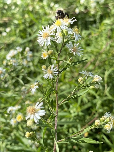 white panicle aster (Symphyotrichum lanceolatum)