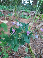 Desmodium ciliare