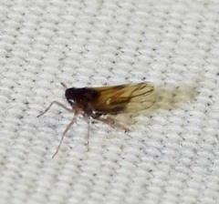 Delphacidae