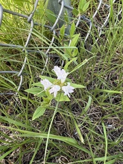 Richardia grandiflora