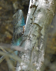 Sceloporus clarkii