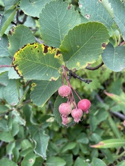 Amelanchier